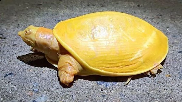 tartarughe di terra