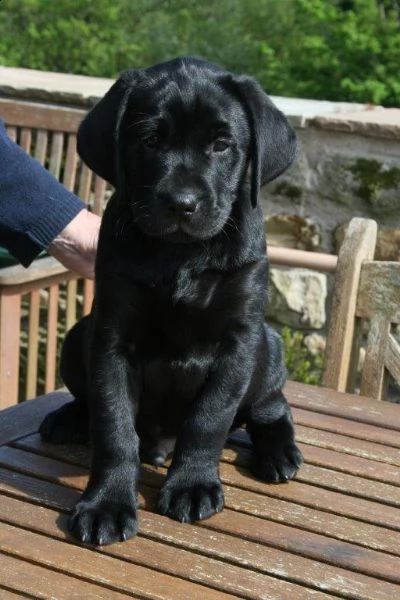 cuccioli di labrador retriever 