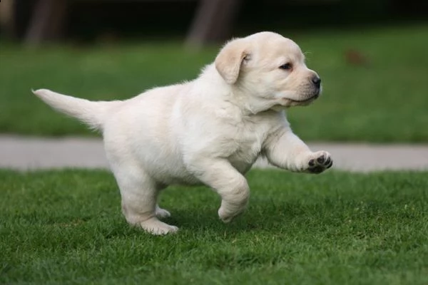 cuccioli di labrador retriever  | Foto 2