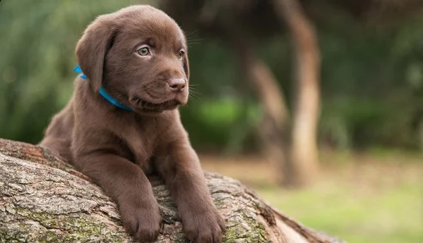 cuccioli di labrador retriever  | Foto 1