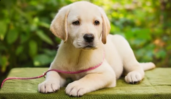cuccioli di labrador retriever  | Foto 0