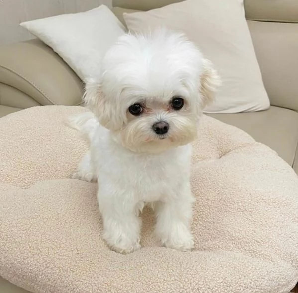 mini cucciolo maltese bellissimo