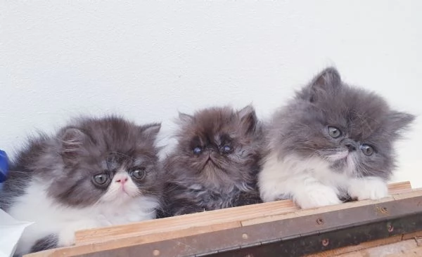 Cuccioli persiani ipertipici