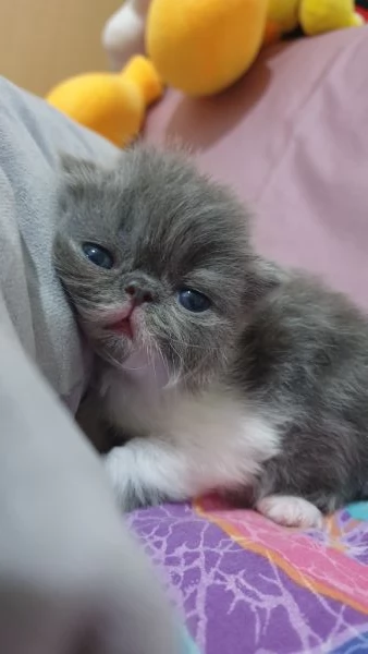 Cuccioli persiani ipertipici | Foto 4