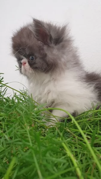 Cuccioli persiani ipertipici | Foto 4