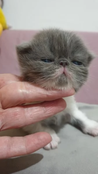 Cuccioli persiani ipertipici | Foto 3