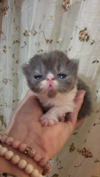 Cuccioli persiani ipertipici | Foto 2