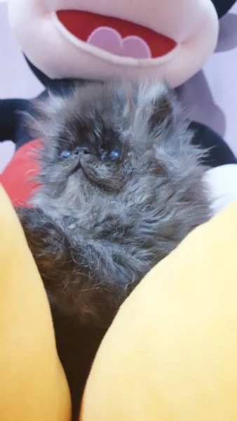 Cuccioli persiani ipertipici | Foto 3
