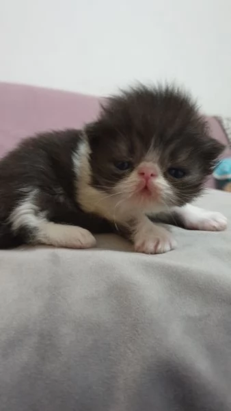 Cuccioli persiani ipertipici | Foto 0