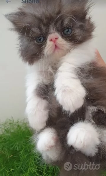 Cuccioli persiani ipertipici | Foto 1