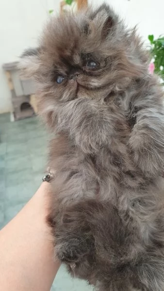 Cuccioli persiani ipertipici | Foto 0