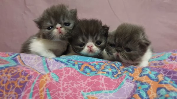 Cuccioli persiani ipertipici
