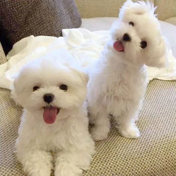 maltese cuccioli di razza pura