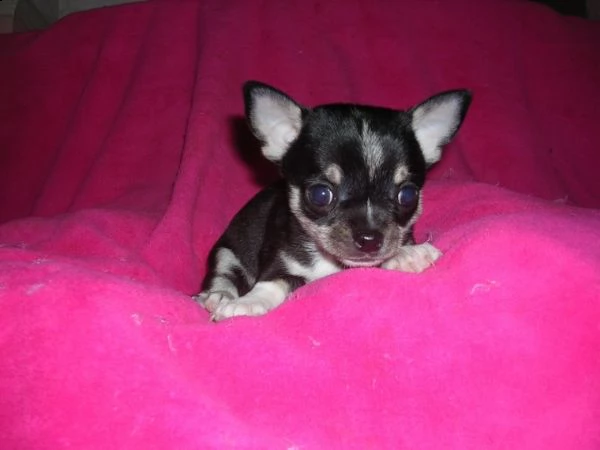 chihuahua toy