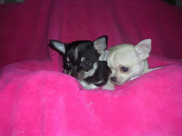 chihuahua toy | Foto 1
