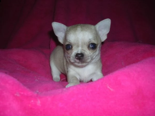 chihuahua toy | Foto 0