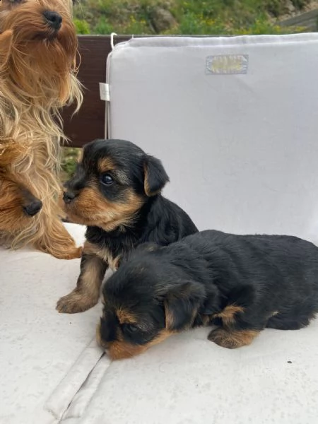 cuccioli di yorkshire terrier cercano nuova casa  | Foto 1