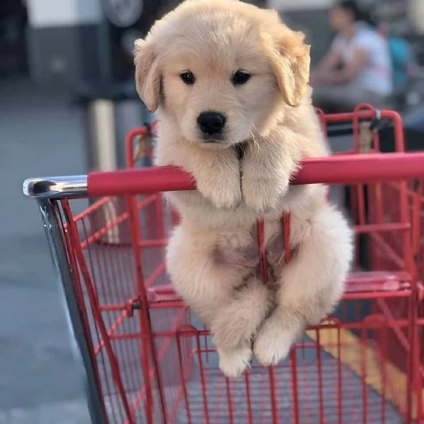 cuccioli di golden retriever