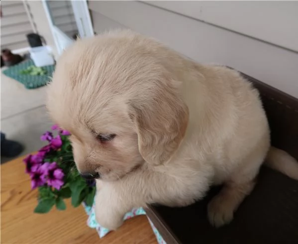 cuccioli di golden retriever | Foto 0