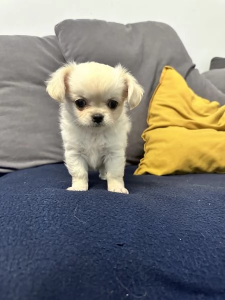 Chihuahua  | Foto 0