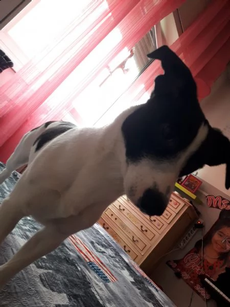 cane meticcio taglia media  | Foto 2