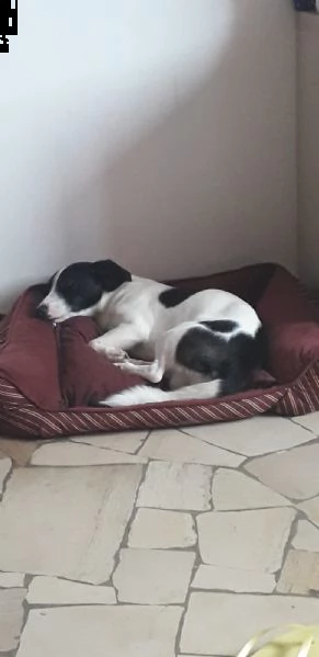 cane meticcio taglia media  | Foto 1