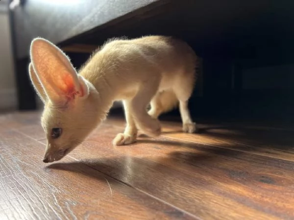 disponibile la volpe fennec | Foto 6