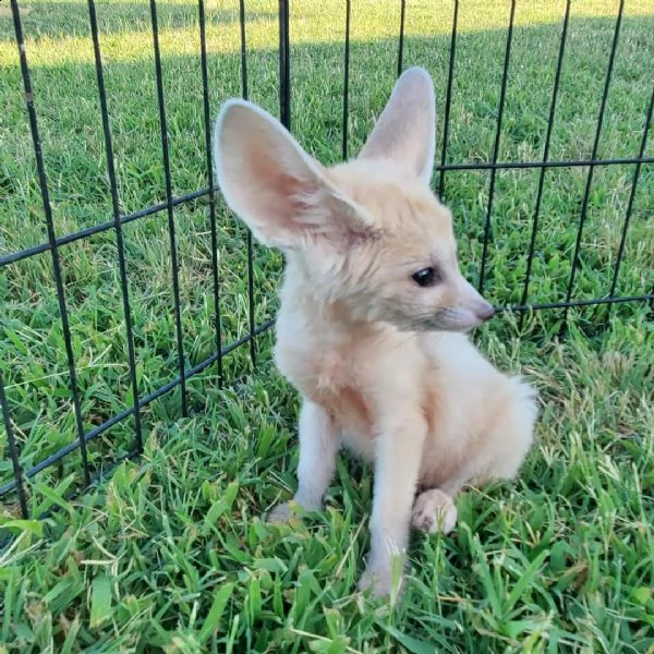 disponibile la volpe fennec | Foto 5