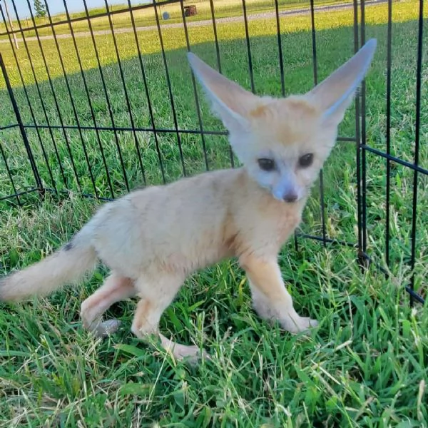 disponibile la volpe fennec | Foto 4