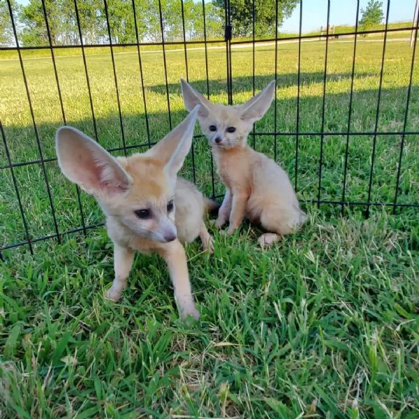 disponibile la volpe fennec | Foto 3