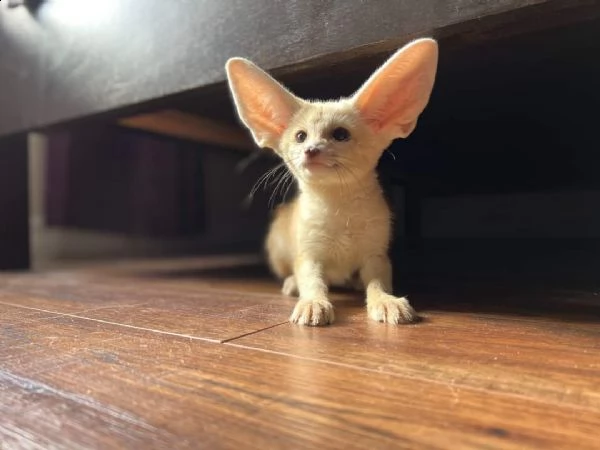 disponibile la volpe fennec | Foto 2