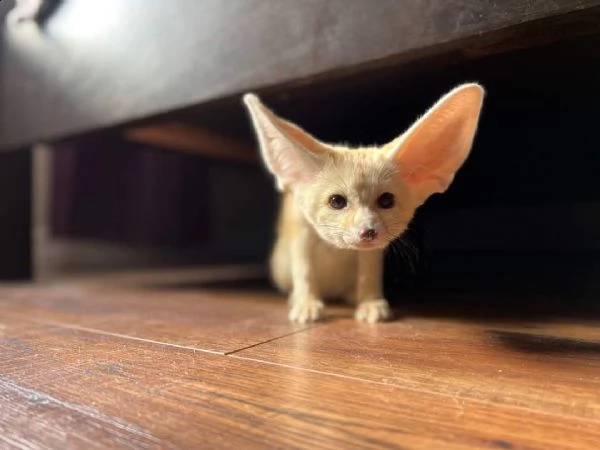 disponibile la volpe fennec | Foto 1