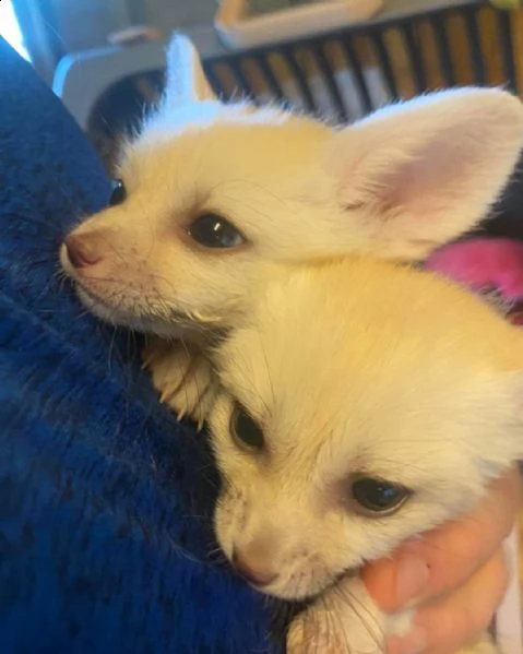 disponibile la volpe fennec