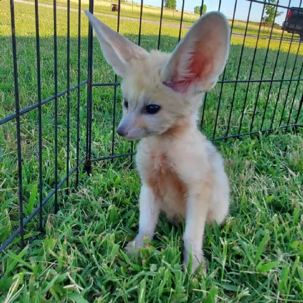 disponibile la volpe fennec | Foto 0