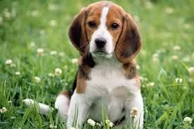 cuccioletto di beagle 