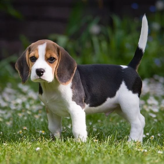 cuccioletto di beagle  | Foto 1