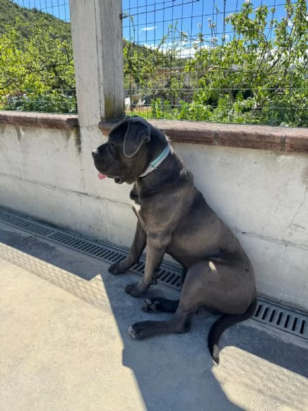 Cucciolata  cane corso  | Foto 0