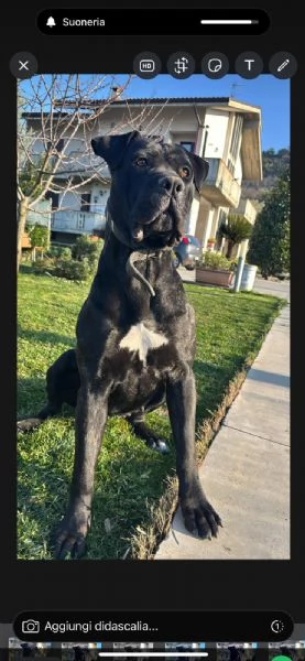 Cucciolata  cane corso 