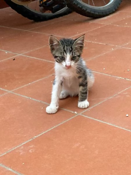 dolcissimi cuccioli maschi in adozione