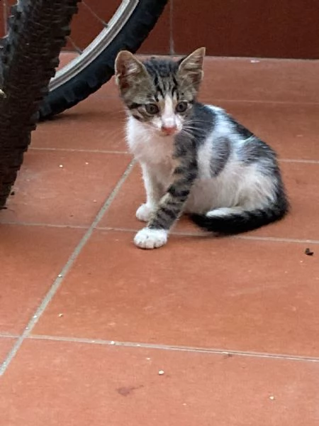 dolcissimi cuccioli maschi in adozione | Foto 4