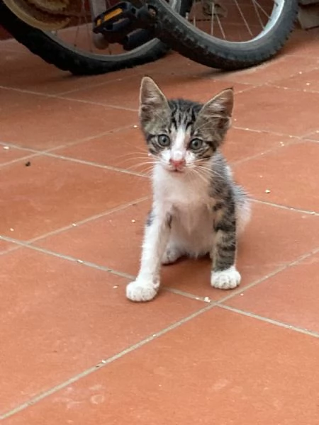dolcissimi cuccioli maschi in adozione | Foto 3