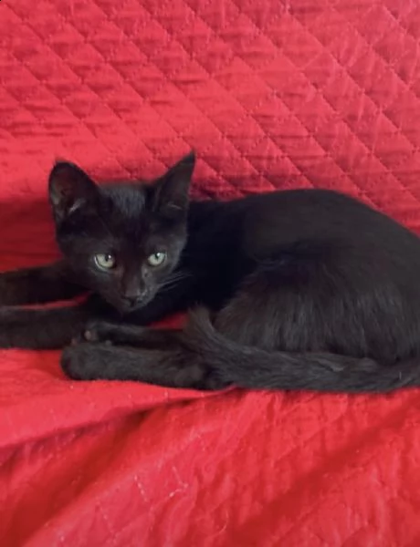 dolcissimi cuccioli maschi in adozione | Foto 2
