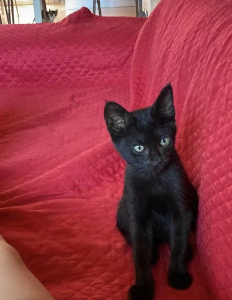dolcissimi cuccioli maschi in adozione | Foto 1