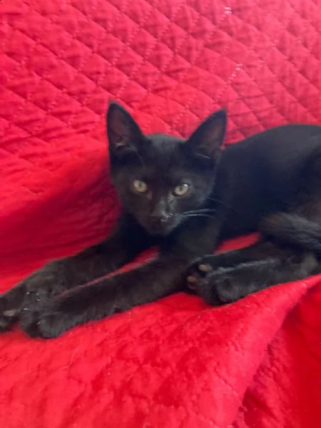 dolcissimi cuccioli maschi in adozione | Foto 0