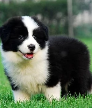 molto urgente  regalo border collie cuccioli belli e simpatici maschio e femmina pronti per una 