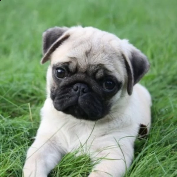 vendita cucciolo cuccioli carlino 