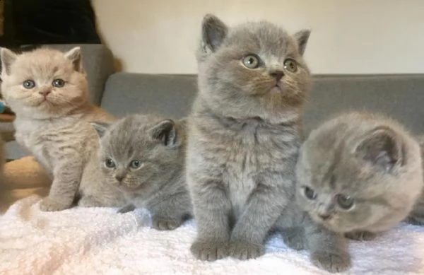 gattini brittish shorthair | Foto 1