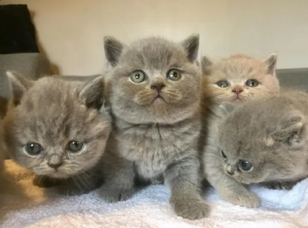 gattini brittish shorthair | Foto 0