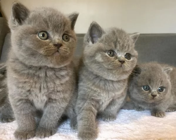 gattini brittish shorthair