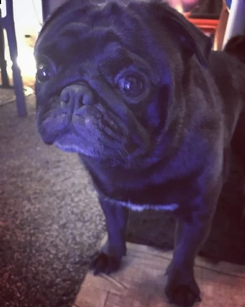 regalo cuccioli carlino in bianco e nero per ladozione | Foto 0